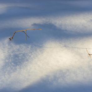 ����: ������ ����������