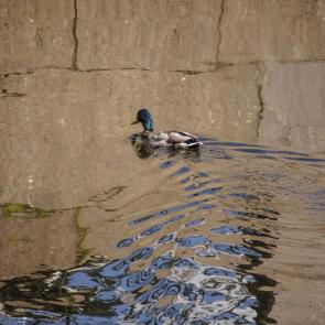 ����: ������