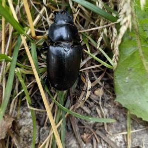 ������� ������ ���������