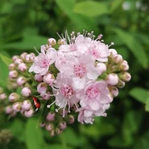 ����: ����� �������