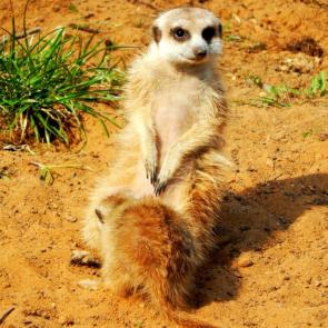 ����: ��������