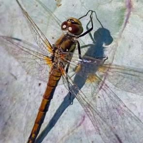 ����: �������� � � ����