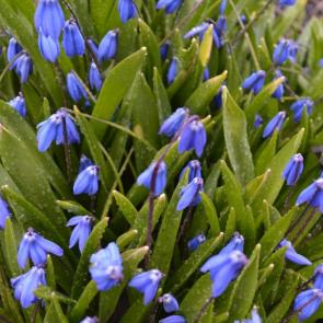 ����: ��������