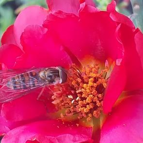 ����: ��������