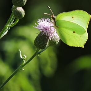 ����: ����������