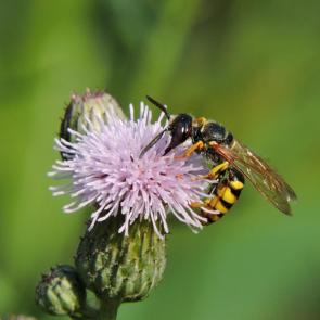 ����: ���