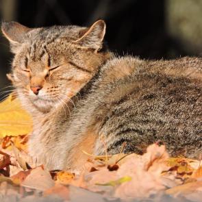 ����: Ƹ���� ��������� ��������