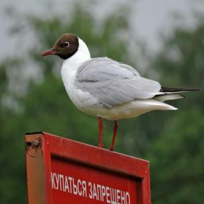 ����: ������ �����