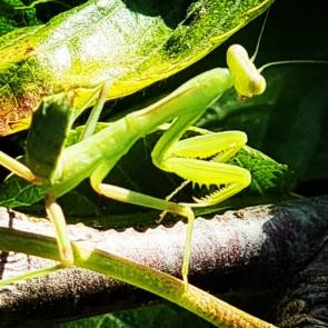 ����: �����������