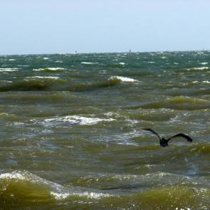 ����: ��������