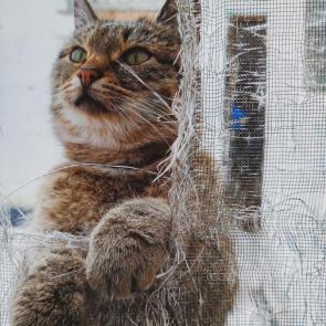 ������� �����