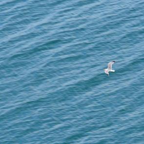 ����: ����� ��� �����