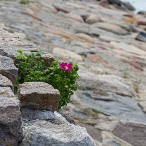 �������� ������� ����