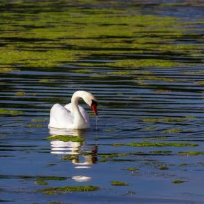 ����: ������� 