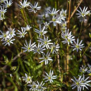 ���� ��������: ������� ��������