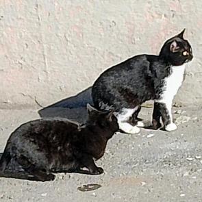 ����: ��� ����.