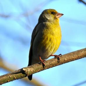 ����: ���������