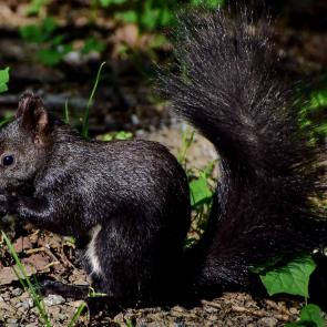 ����: ��������� ��� �������