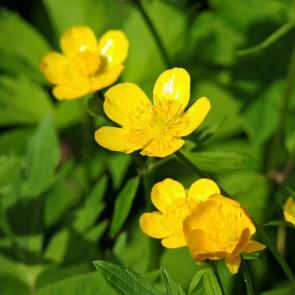 ����: ����� ��������