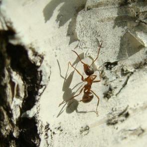 ����: ��� ����