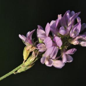 ����: ������� ��������