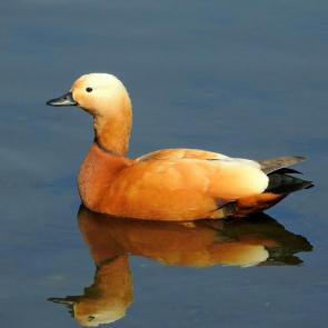 ����: �����