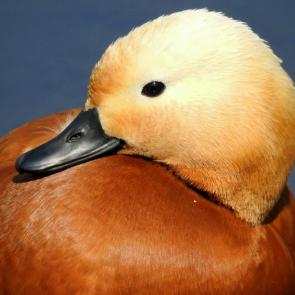 ����: �����