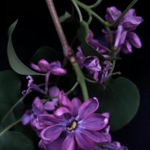 ����: ������