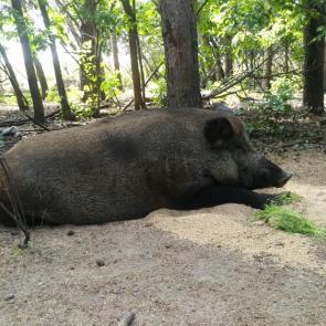 ����: ������� �� ����