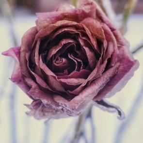 ����: �������