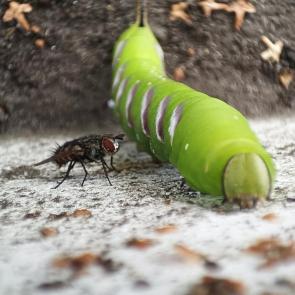 ����: �������� �� ��������