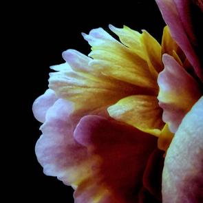 ����: �����