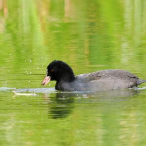 ����: � ������� ����.