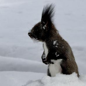 ����: ������� � �����