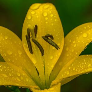 ���� ��������: ����������� �����