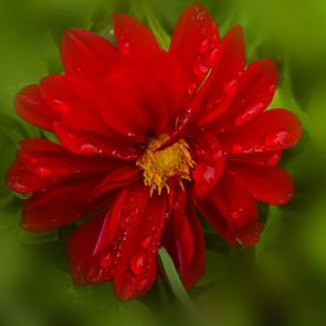 ����: ������-������� �����