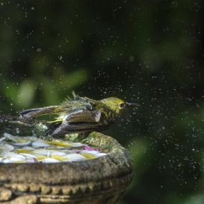 ����: ����������