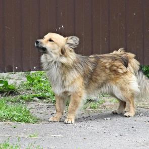 ����: ϸ���