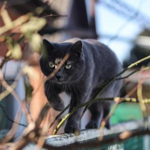 ����: �����