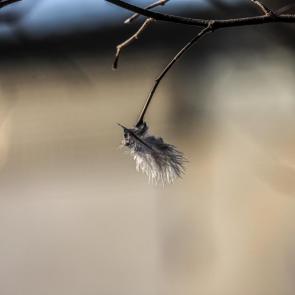 ����: ������� ����