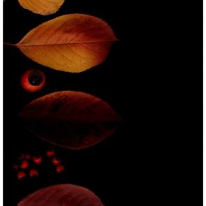 ����: ���������� � �����������