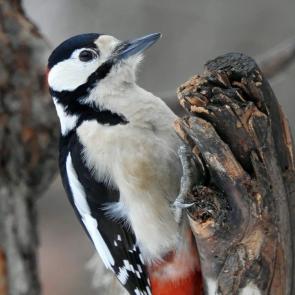 ����: ������� ������ �����