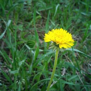 ����: ���������