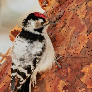 ���� ��������: 