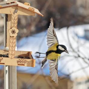 ����: �������. 