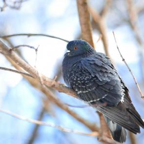 ����: ������. 