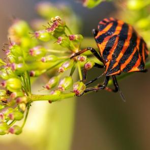 ����: ������ ���������