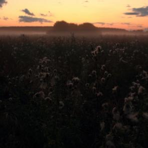 ����: 