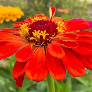 ����: ������ �������