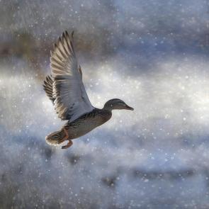 ����: �����������  ����